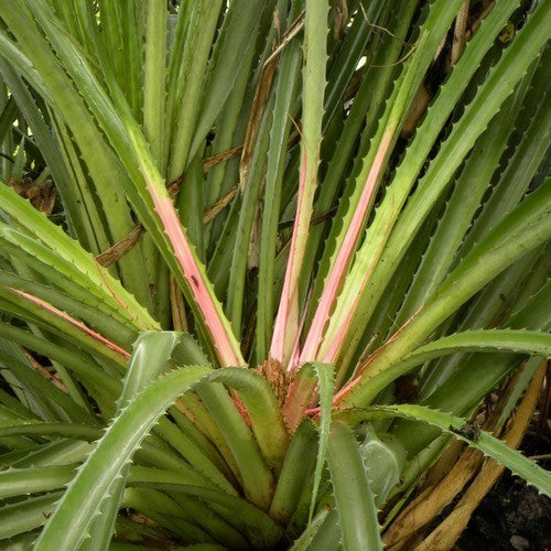 Mexican Pineapple 'Pinuela'