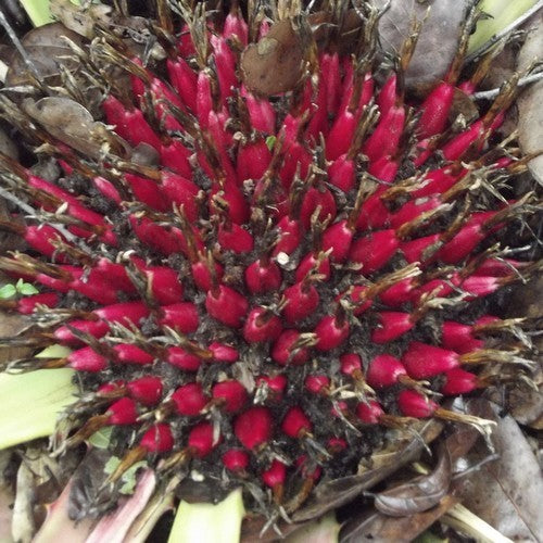 Mexican Pineapple 'Pinuela'