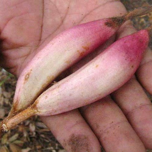 Mexican Pineapple 'Pinuela'