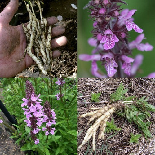 Marsh woundwort