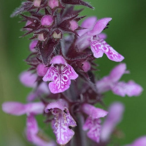 Marsh woundwort