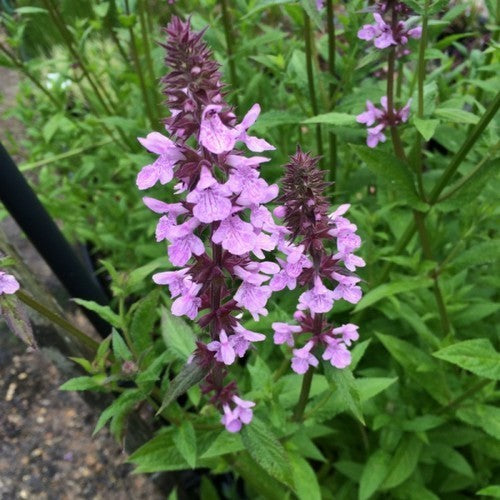 Marsh woundwort