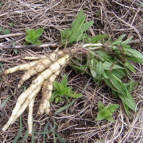 Marsh woundwort