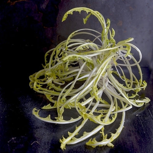 Molsla, Gele 'Volhart' Verbeterde
