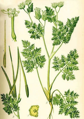 Naaldenkervel