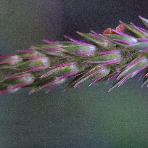 Nepal-Spinazie, Wilde