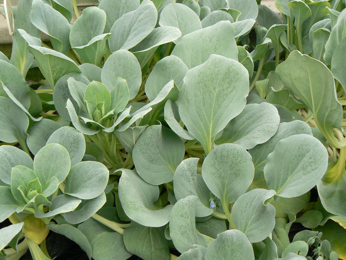 Oyster leaf