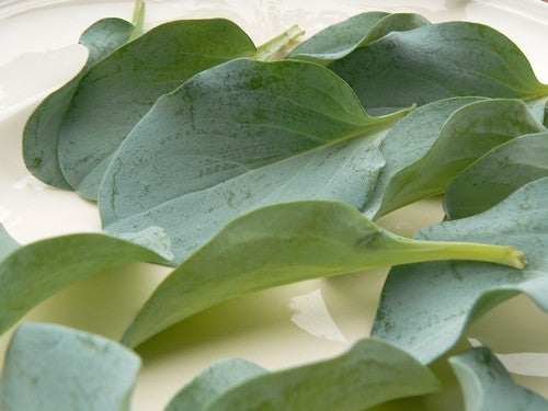 Oyster leaf