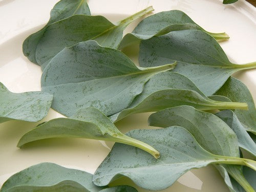 Oyster leaf