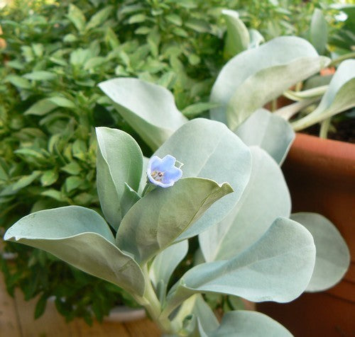 Oyster leaf