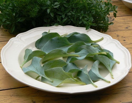Oyster leaf