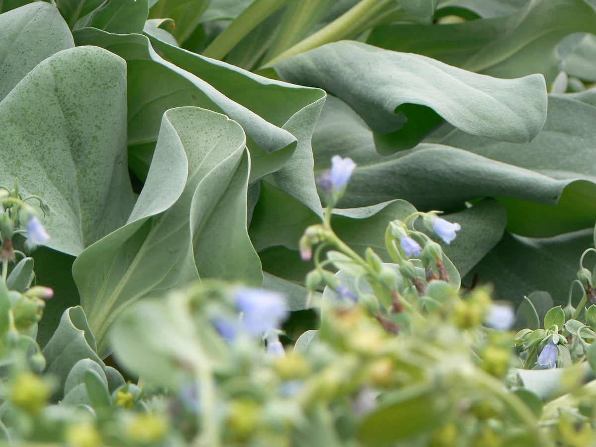 Oyster leaf