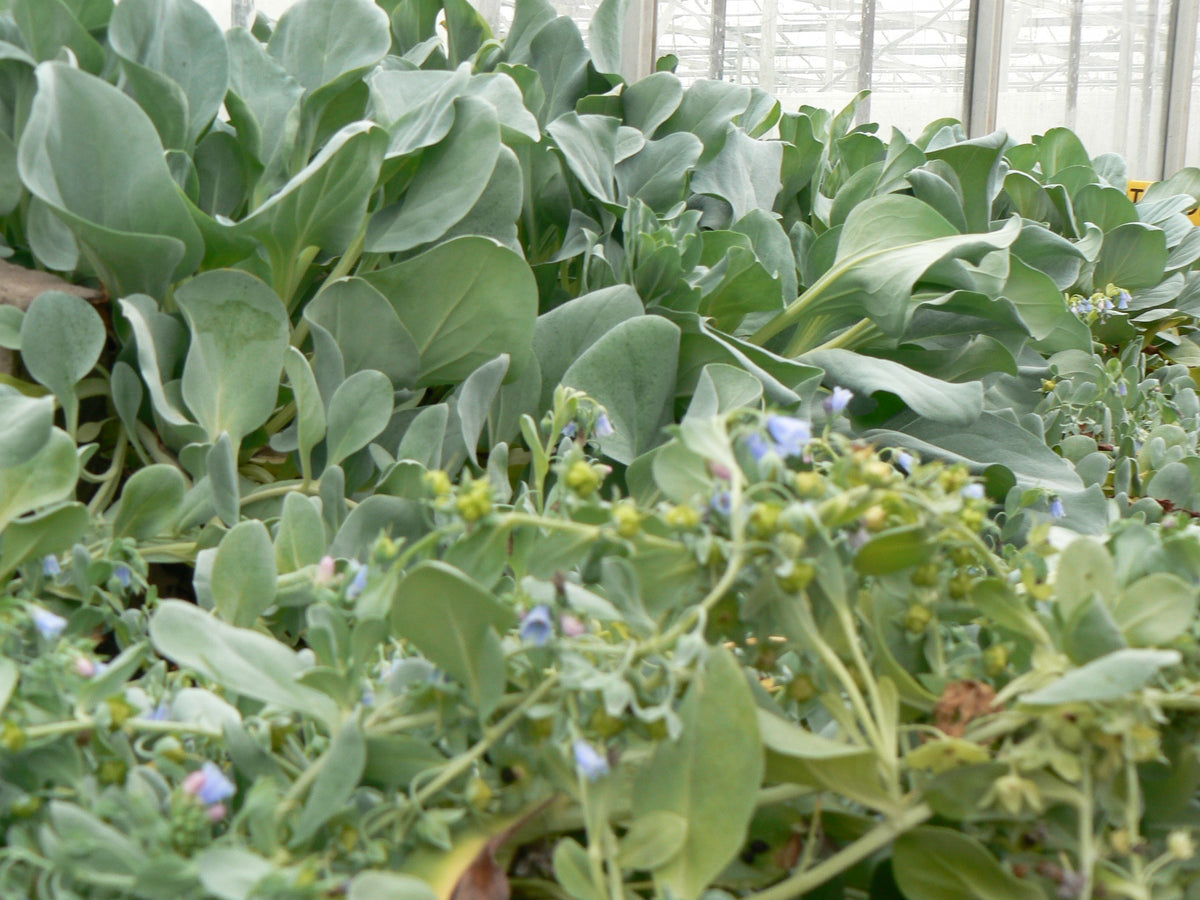 Oyster leaf