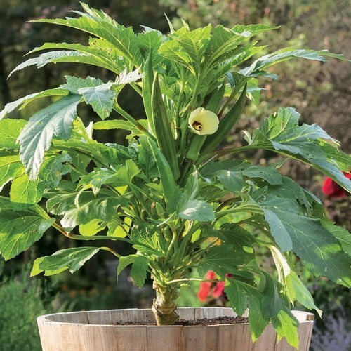 Okra 'Baby Buddha' F1