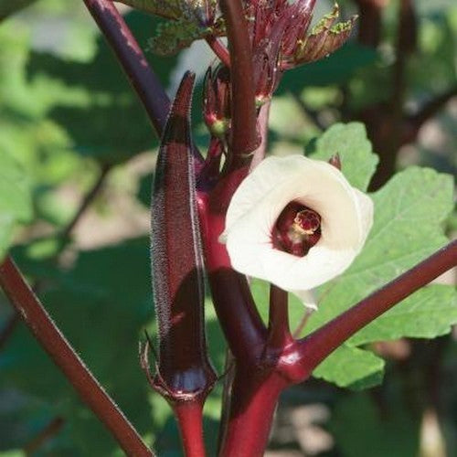Okra 'Carmine Splendor' F1
