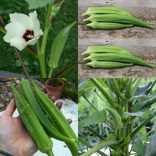Okra 'Clemson Spineless'