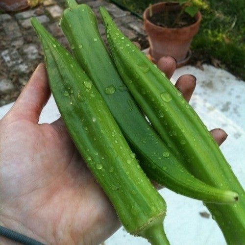 Okra 'Clemson Spineless'