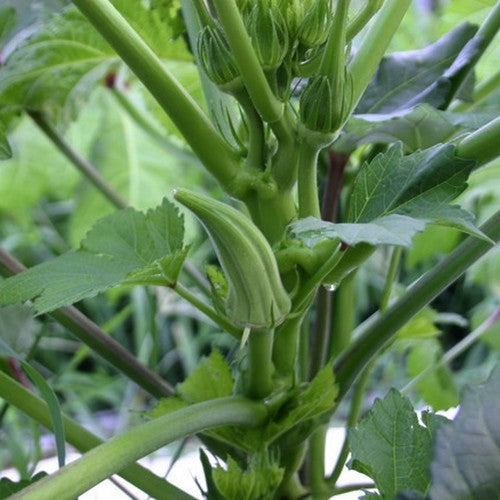 Okra 'Clemson Spineless'