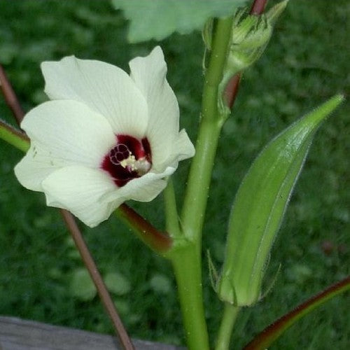 Okra 'Clemson Spineless'