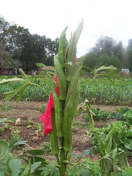 Okra 'Cowhorn 22' / 'steer Horn'