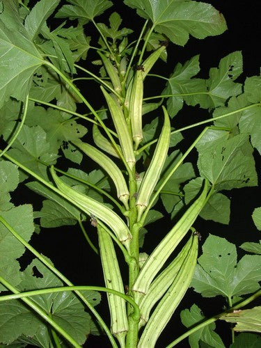 Okra 'Cowhorn 22' / 'steer Horn'