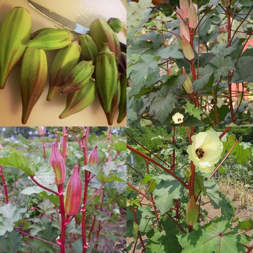 Okra 'Hill Country Red' / 'Texas Hill Country Red'