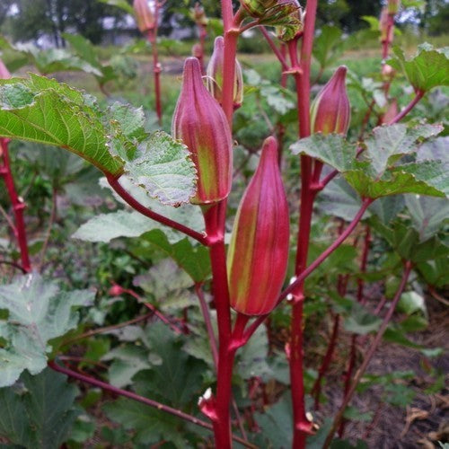 Okra 'Hill Country Red' / 'Texas Hill Country Red'