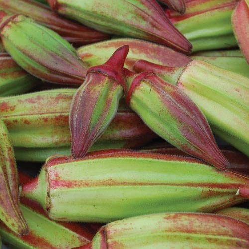 Okra 'Hill Country Red' / 'Texas Hill Country Red'