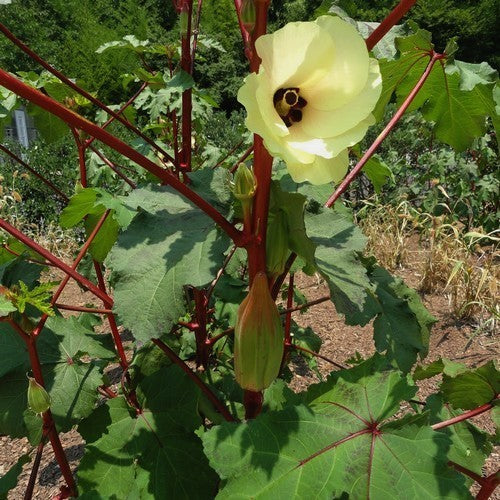 Okra 'Hill Country Red' / 'Texas Hill Country Red'