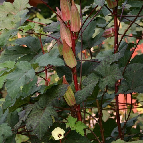 Okra 'Hill Country Red' / 'Texas Hill Country Red'