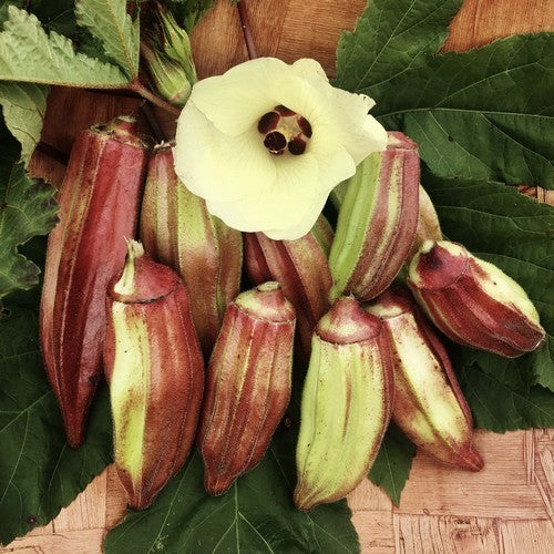 Okra 'Hill Country Red' / 'Texas Hill Country Red'