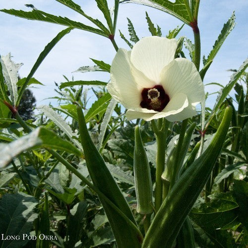 Okra 'Perkins Long Pod'