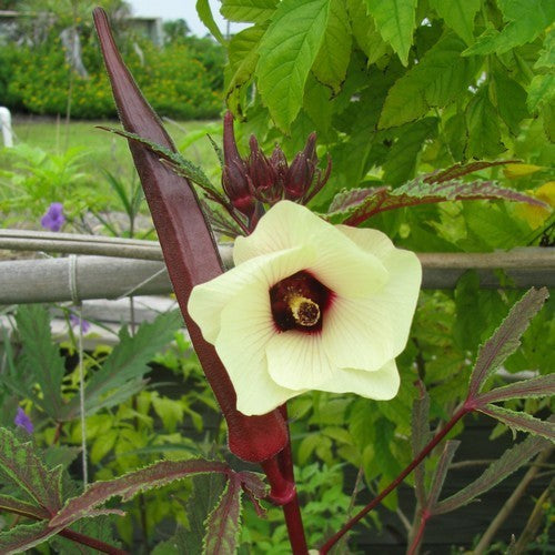 Okra 'Red Burgundy'