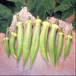 Okra 'Silver Queen'