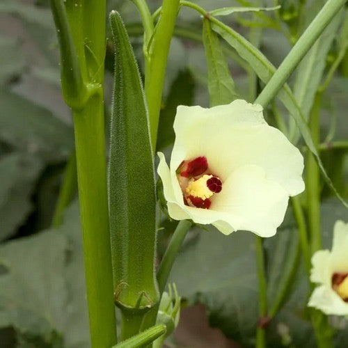 Okra 'super Bhindi'