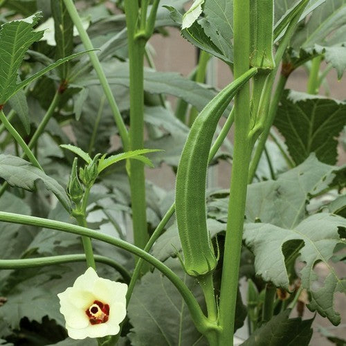 Okra 'super Bhindi'