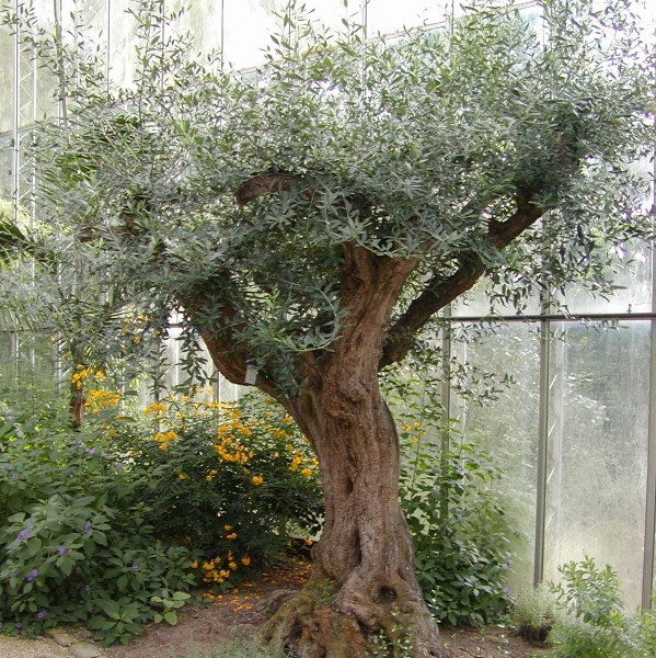 European Olive