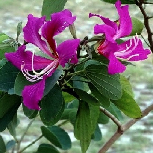 Orchidee-Kerrie 'Purple'