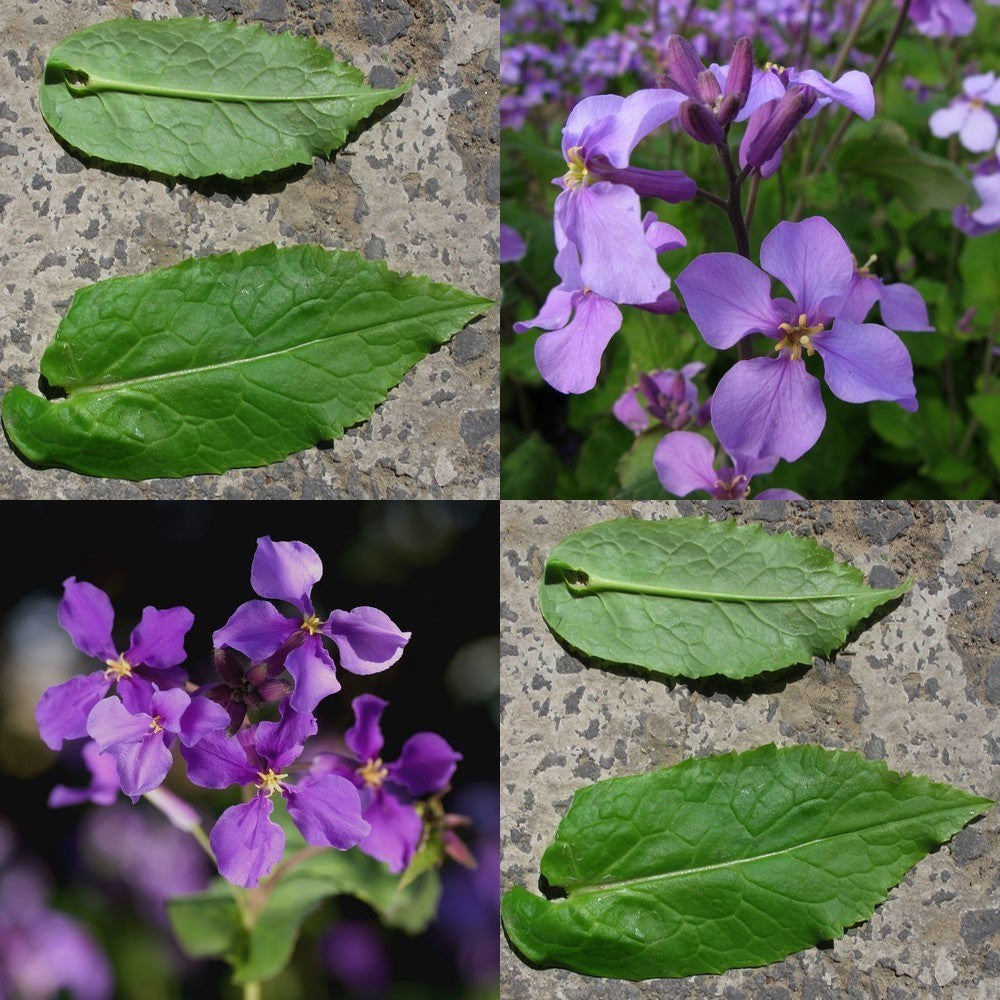 Orchid-Cherry