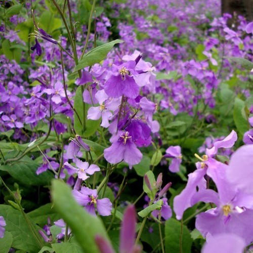 Orchid-Cherry