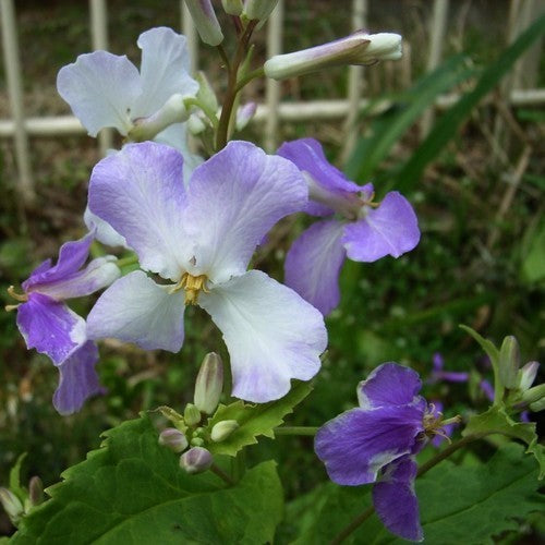 Orchid-Cherry
