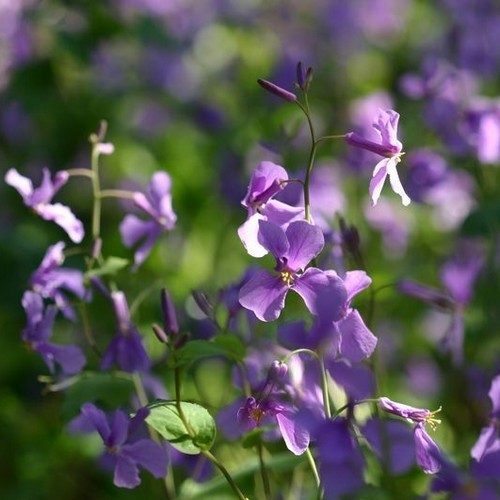 Orchid-Cherry