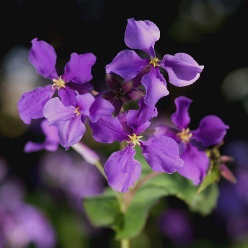 Orchid-Cherry