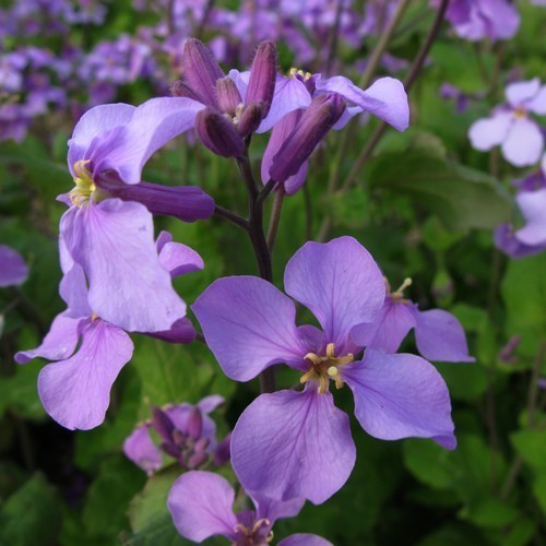 Orchid-Cherry
