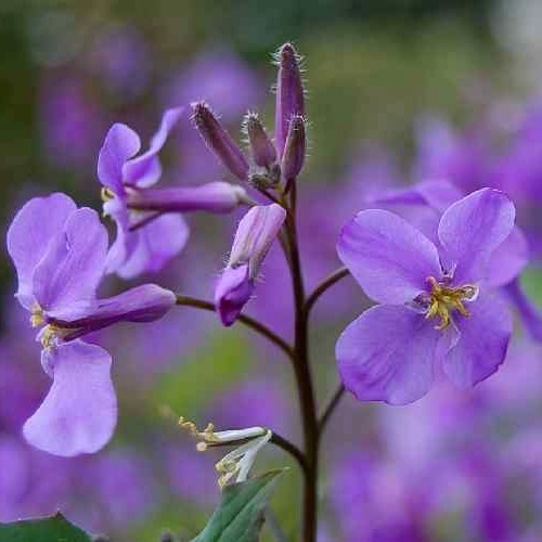 Orchid-Cherry