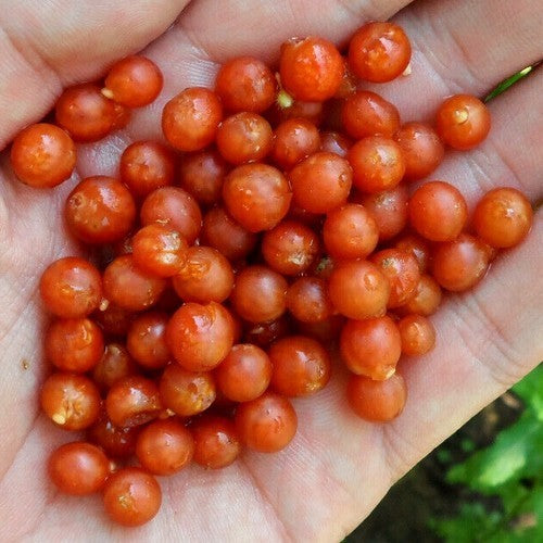 Otricolibes 'Otricoli Orange Berry'
