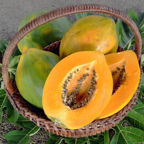 Papaya 'Sinta' F1