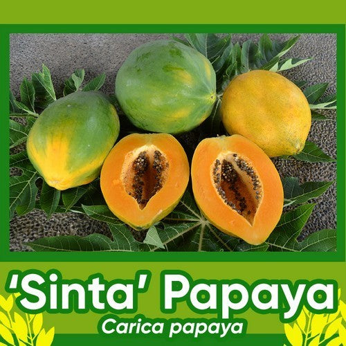 Papaya 'Sinta' F1