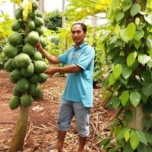 Papaya 'Sinta' F1