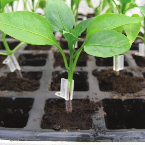 Rootstock Pepper and Bell Pepper 'Taritana' F1